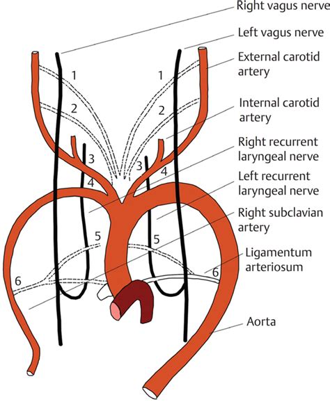 Anatomy Of The Larynx Ento Key