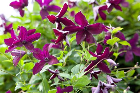 Full sun, partial shade, full shade: Climbers for a Shady Wall or Fence - gardenersworld.com