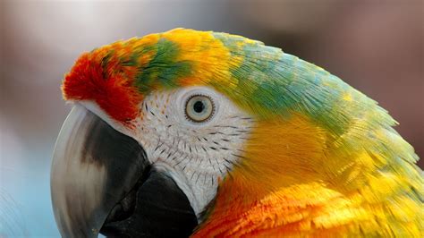 4k Parrot Wallpapers Wallpaper Cave