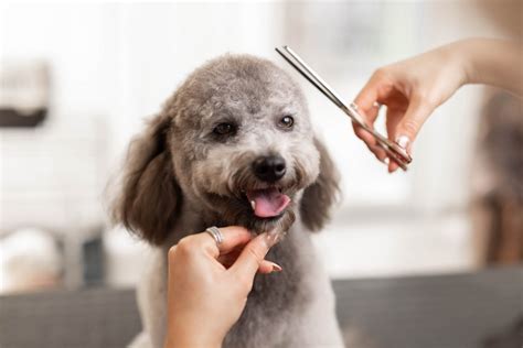 Dog And Cat Grooming In Fort Worth Tx University Animal Hospital