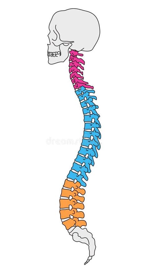 Anatomy Vertebral Column Stock Vector Illustration Of Closeup 14155052