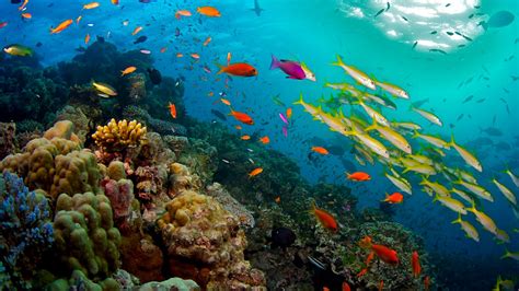 The great barrier reef is a coral formation, the largest in the world, located off the pacific coast of queensland, australia. BBC Two - Great Barrier Reef, Nature's Miracle