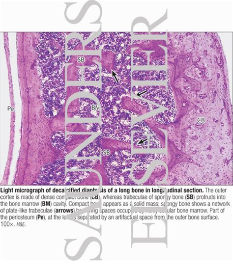 This image shows compact bone in cross section. Light Micrograph of Decalcified Diaphysis of a Long Bone ...