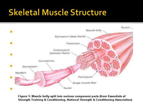 Skeletal Muscle Anatomy Structure