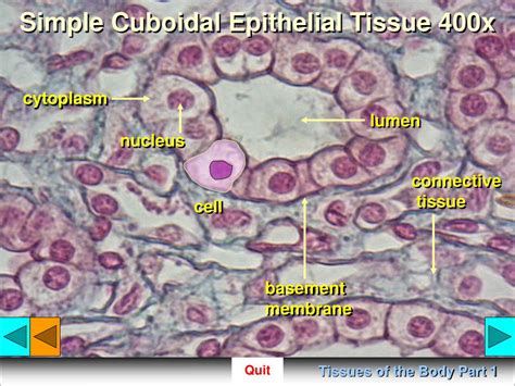 Simple Cuboidal Epithelial Tissue Labeled