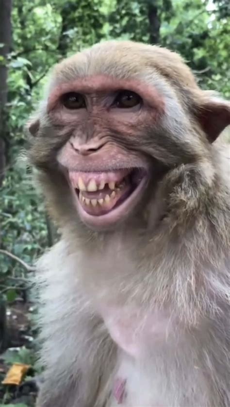 Monkey Smiling Meme