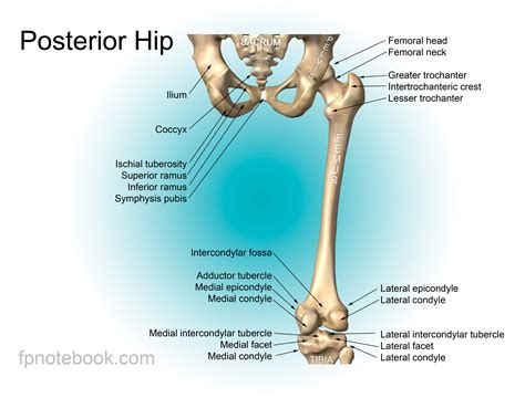 Hip Anatomy