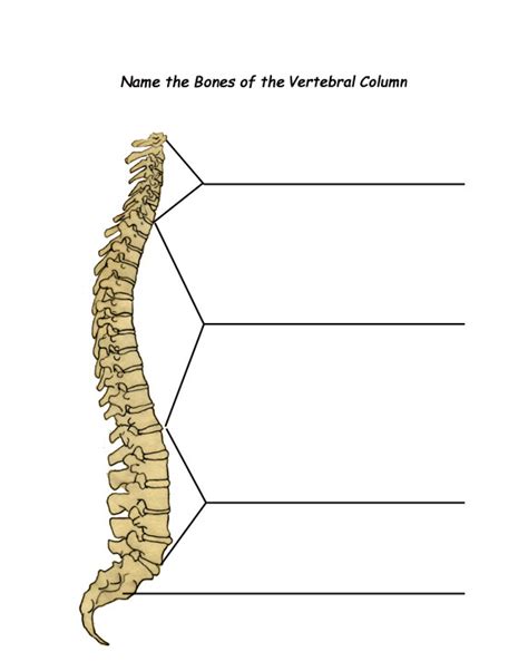 Label The Parts Of The Backbone Vertebral Column