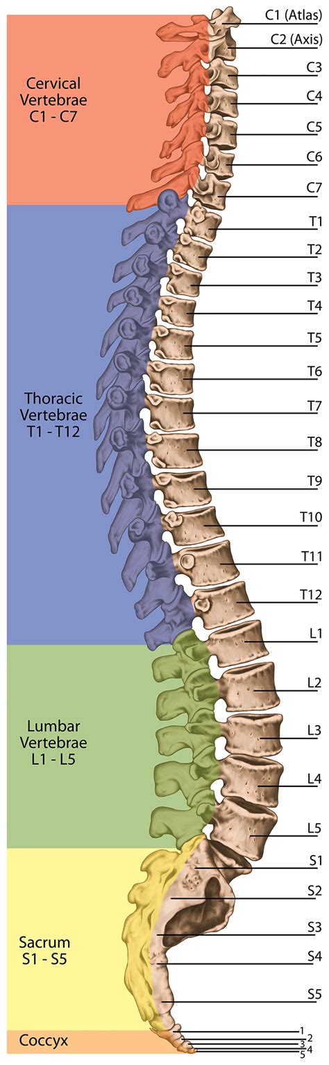 Vertebral Column Diagram