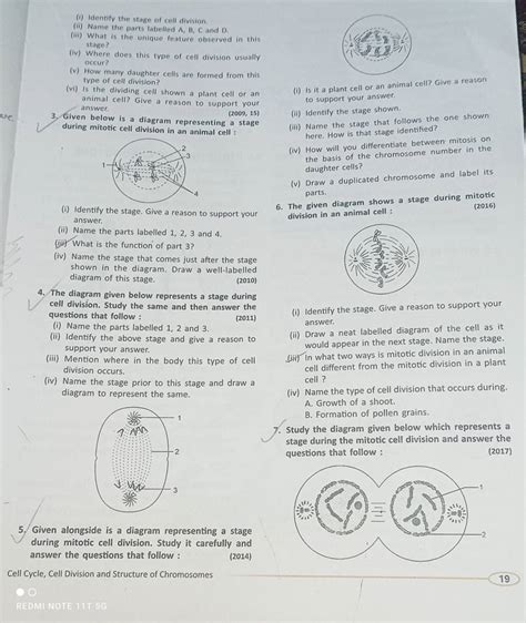 Draw A Neat Labelled Diagram Of The Cell As It Would Appear In The Next S