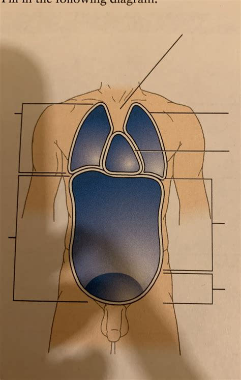 Anterior Ventral Cavity Diagram Unit 1 Diagram Quizlet