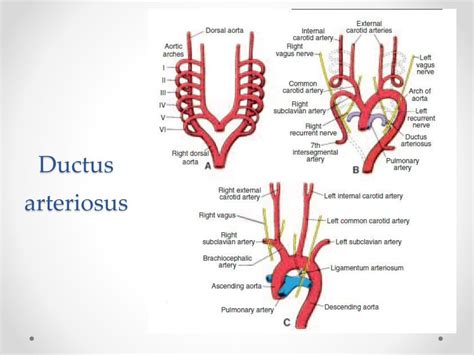 Ppt Embryology Of The Heart And The Great Vessels Powerpoint