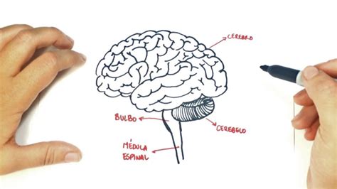 20 Easy Brain Drawing Ideas How To Draw A Brain Blitsy