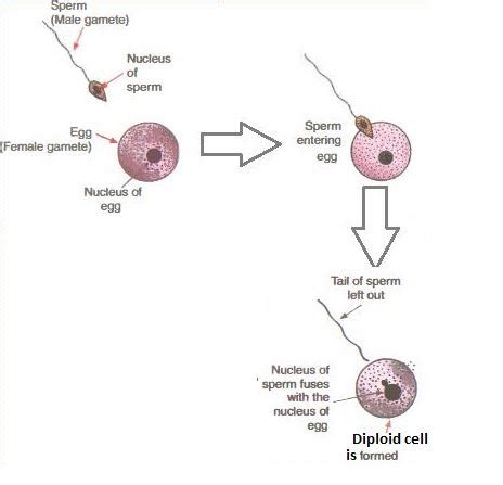 Draw A Labelled Diagram To Show The Fertilisation Of A Human Egg By A