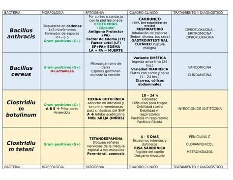 Microbiolog A Er Parcial Bacterias Bacteria Morfolog A Patogenia