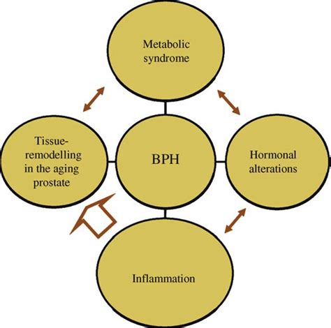 Benign Prostatic Hyperplasia Pathophysiology