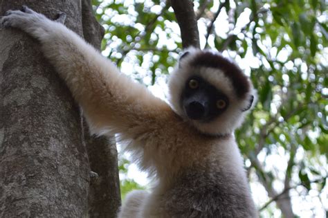 Exploring madagascar land of lemurs and baobabs. Madagascar's lemurs lurch toward extinction, but there ...