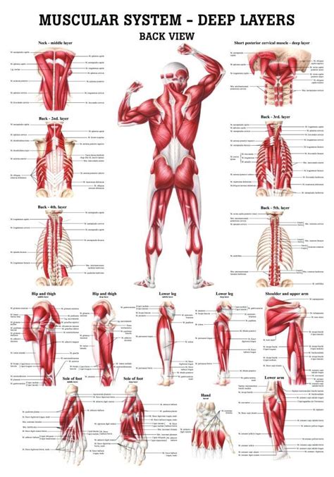 Chart Of Body Muscles