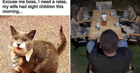 25 Adorable Yet Hilarious Cat Memes That Highlight The Personality Of