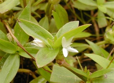 Diodia Virginiana Virginia Buttonweed Go Botany