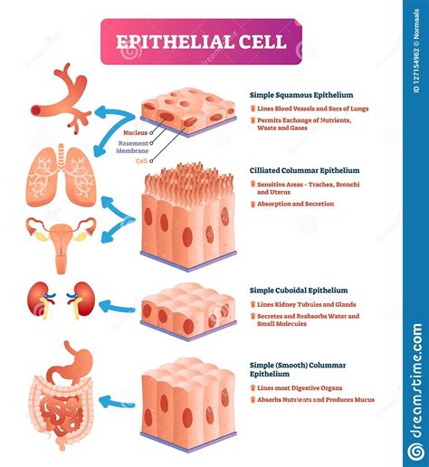 Epithelial Cells Vector Illustration Medical Location And Meaning