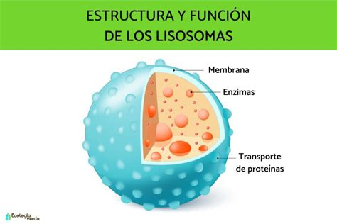 Qué son los lisosomas en la célula vegetal Función y características