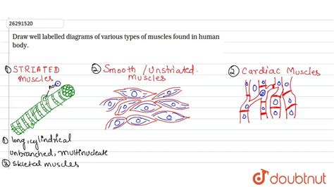 Draw A Neat Labelled Diagram Of Striated Muscle Labeled Diagram