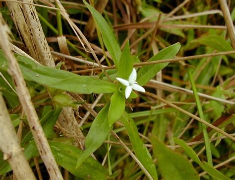 Diodia Virginiana Virginia Buttonweed Go Botany