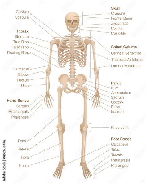 Human Skeleton Chart Labeled Skeletal System With Named Bones Skull