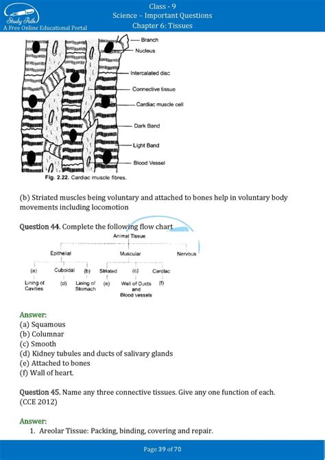 Tissues Questions And Answers