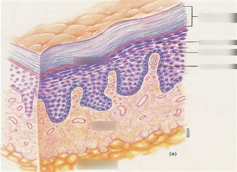 Stratified Squamous Keratinized Epithelium Diagram Quizlet