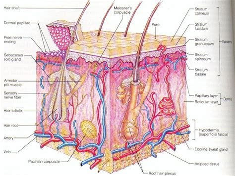 Human Epidermis Diagram Human Skin Diagram Human Skin Photo And Picture