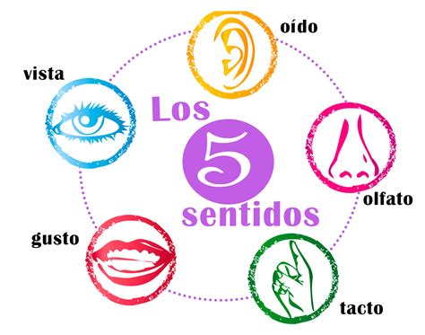 Los 5 Sentidos Del Cuerpo Humano