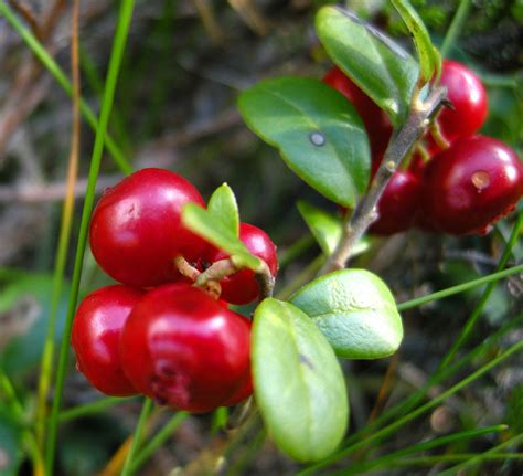 The violet is an edible oklahoma flower. List of edible plants and mushrooms of southeast Alaska ...