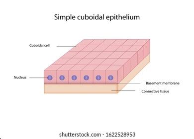 Simple Cuboidal Epithelium Labeled Basement Membrane