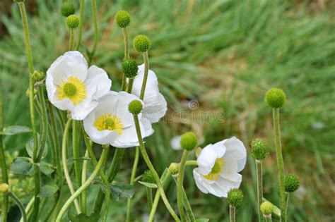 Mt Cook With Lily Or Buttercups National Park New Zealand Stock Photo