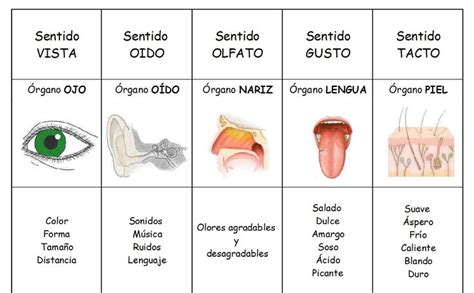 Los Cinco Sentidos Los Sentidos Nos Proporcionan La Información Vital