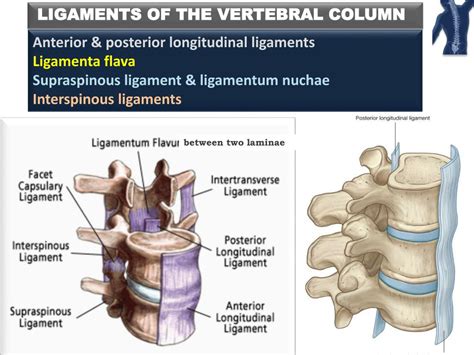 Ppt Joints Of The Vertebral Column Powerpoint Presentation Free