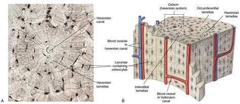 An approach to model the effect of exercise on the growth of mammal long bones is described. bone lacuna