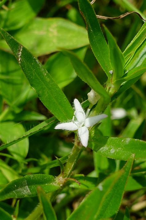 Diodia Virginiana Wildflowers Of The National Capital Region