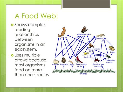 Ppt Food Chain And Food Webs Powerpoint Presentation Free Download