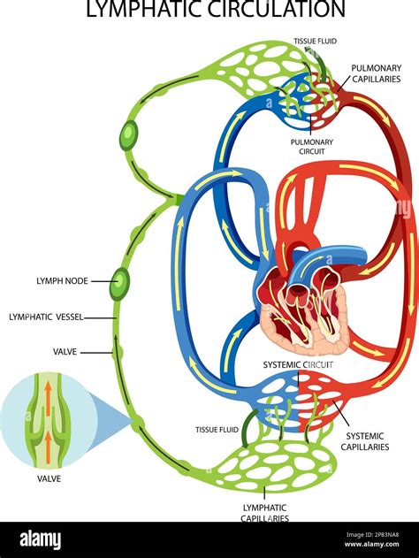 Lymphatic Circulation System Diagram Illustration Stock Vector Image