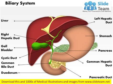 Ducts Biliary System At Olive Wier Blog