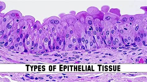 Types Of Epithelial Tissue Definition Characteristics And Functions