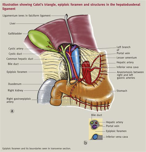 Anatomy Of The Gallbladder And Bile Ducts Surgery Oxford