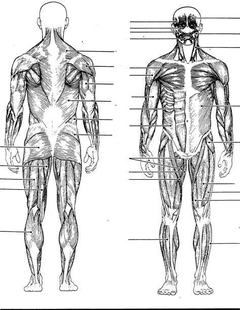 Muscular System Labeling Worksheet