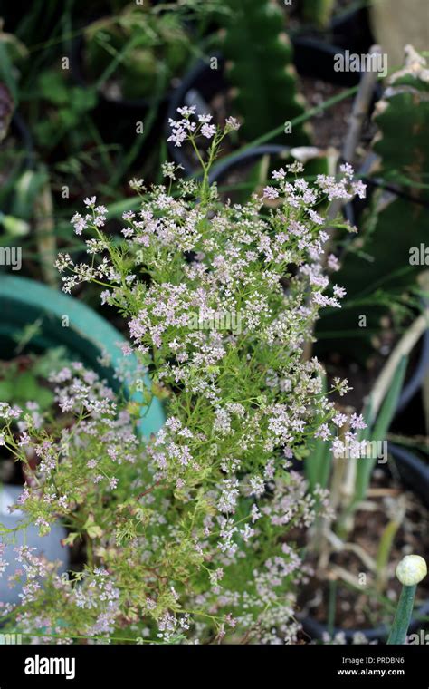 Australian Weed Hi Res Stock Photography And Images Alamy