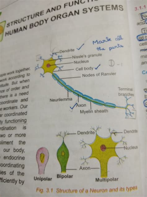 Represent A Neat Labelled Diagram Of A Neuron Brainly In