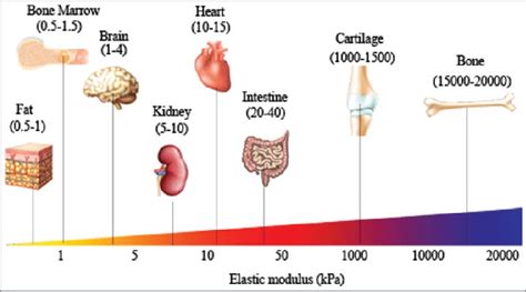 Human Body Tissues And Their Functions