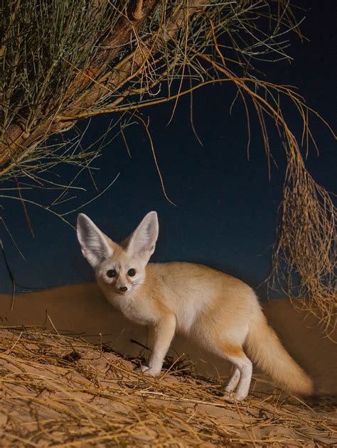 Top 115 Dangerous Desert Animals